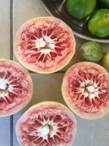 grapefruits, oh yes!